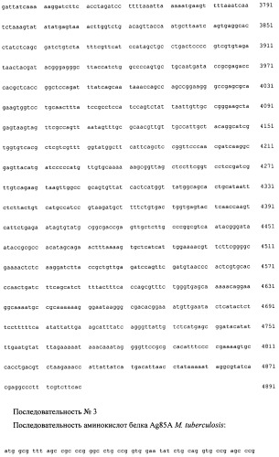 Рекомбинантная плазмида pag85a-cbd, штамм escherichia coli [prep4, pag85a-cbd], химерный белок ag85a-cbd и их применение (патент 2429292)