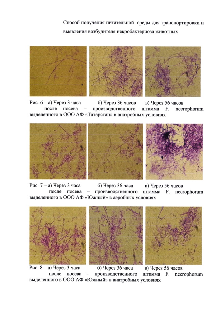 Способ получения питательной среды для транспортировки патологического материала, содержащего возбудитель некробактериоза животных (патент 2640251)