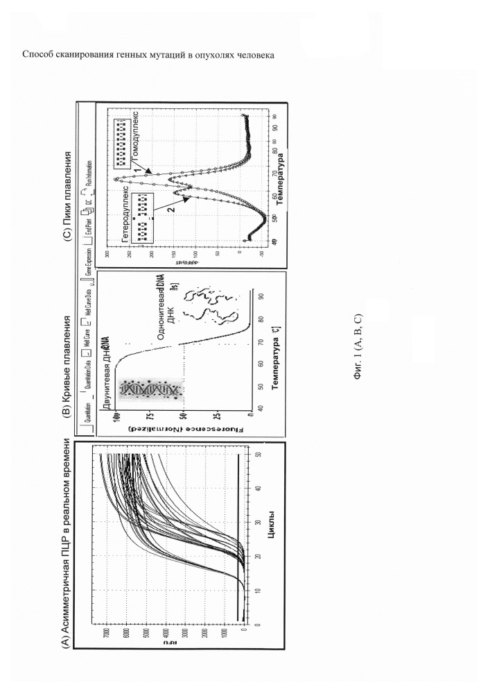 Способ сканирования генных мутаций в опухолях человека (патент 2650862)