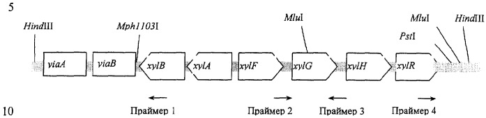 Способ получения l-аминокислот методом ферментации с использованием бактерий, обладающих повышенной экспрессией генов утилизации ксилозы (патент 2283346)