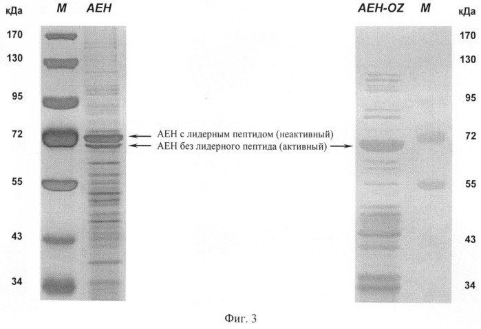 Штамм escherichia coli - продуцент гидролазы эфиров альфа-аминокислот из xanthomonas rubrilineans и способ микробиологического синтеза гидролазы эфиров альфа-аминокислот на основе этого штамма (патент 2502797)