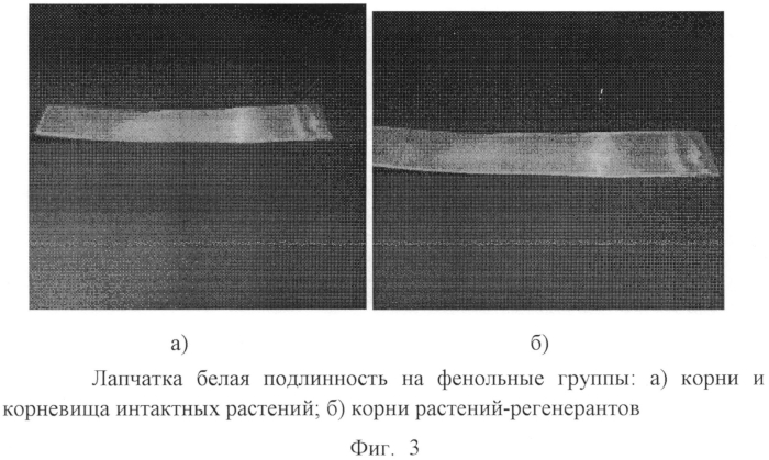 Способ получения лекарственного растительного сырья лапчатки белой (potentilla alba l.) в условиях гидропоники (патент 2570623)