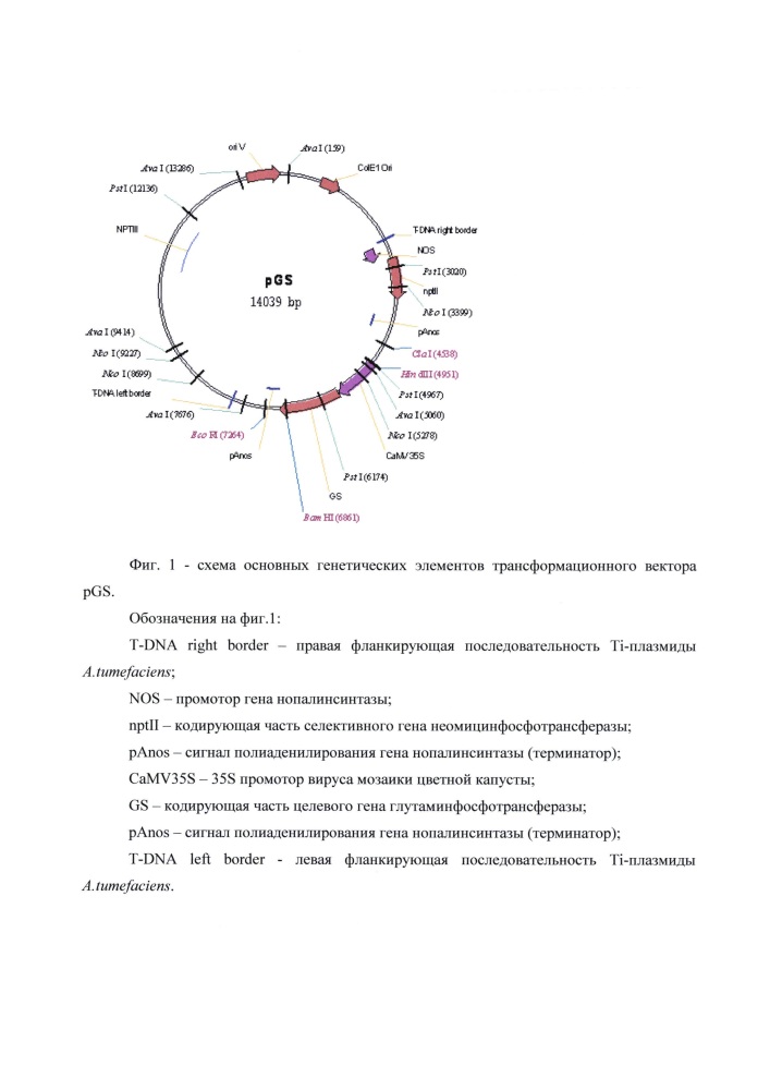 Трансгенное растение березы с ранним цветением (патент 2619173)