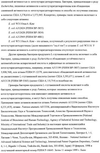 Способ получения l-аминокислот с использованием бактерии, принадлежащей к роду escherichia, в которой разрушен путь биосинтеза гликогена (патент 2315809)