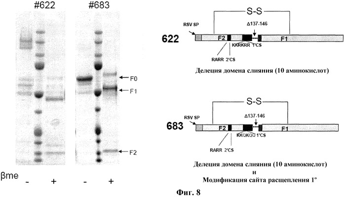 Модифицированные f протеины sv и способы их применения (патент 2531510)