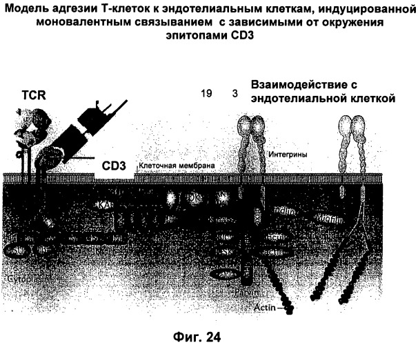 Psma×cd3 биспецифическое одноцепочечное антитело с межвидовой специфичностью (патент 2559531)