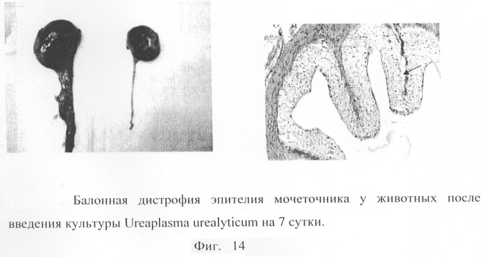 Способ моделирования пиелонефрита (патент 2289852)