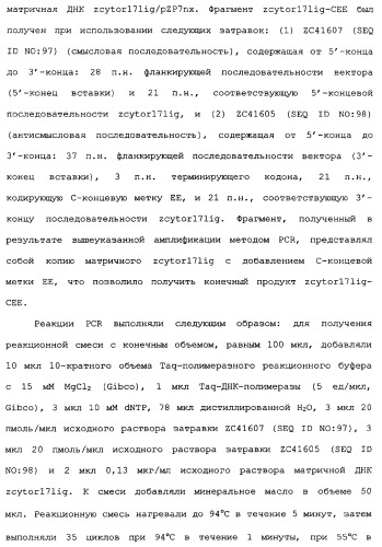 Новый лиганд рецептора цитокина zcytor17 (патент 2360923)