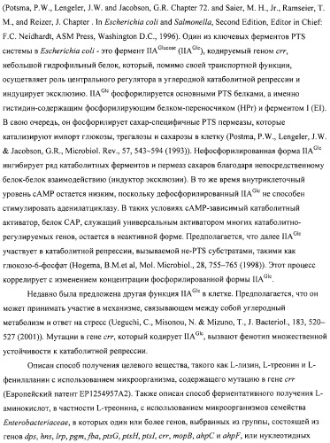 Способ получения l-аминокислот с использованием бактерии, принадлежащей к роду escherichia (патент 2312893)