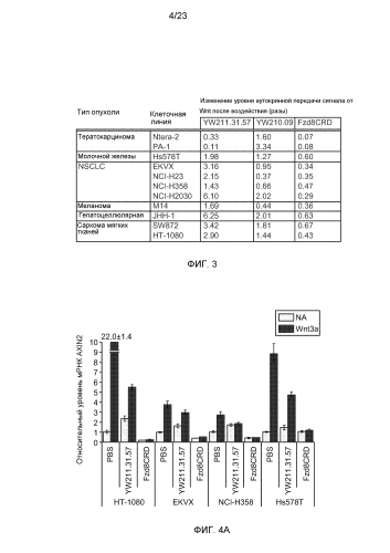 Анти-lrp6 антитела (патент 2587625)