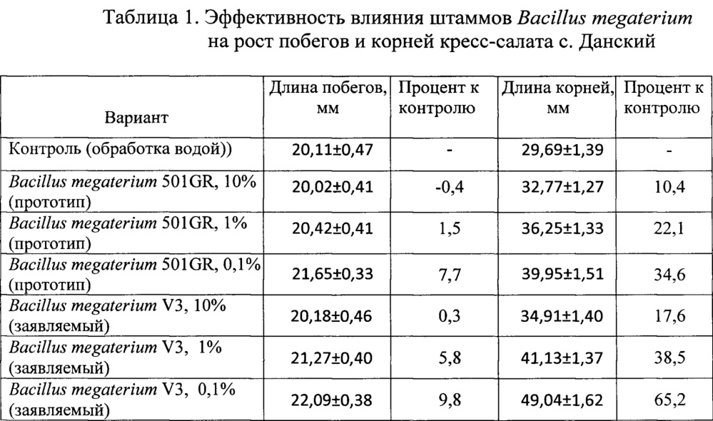 Штамм бактерий bacillus megaterium v3 в качестве средства для ускорения роста и увеличения продуктивности винограда, зерновых, овощных и древесных культур (патент 2649359)