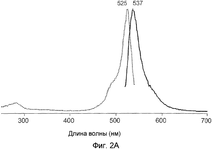 Флуоресцирующие белки и хромопротеины из видов hydrozoa, не относящихся к aequorea, и способы их получения (патент 2338785)