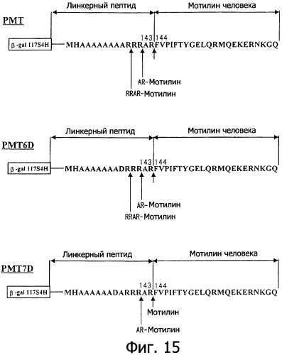 Способ расщепления полипептидов с использованием варианта протеазы оmpт (патент 2395582)