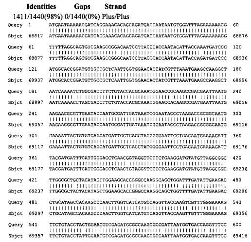 Штаммы lactobacillus plantarum и lactobacillus brevis, синтезирующие гамма-аминомасляную кислоту (патент 2575625)