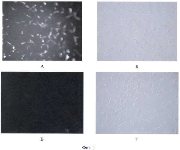 Флуоресцирующая клеточная линия mel kor-turborfp и способ ее использования для исследований in vitro в экспериментальной онкологии (патент 2458123)