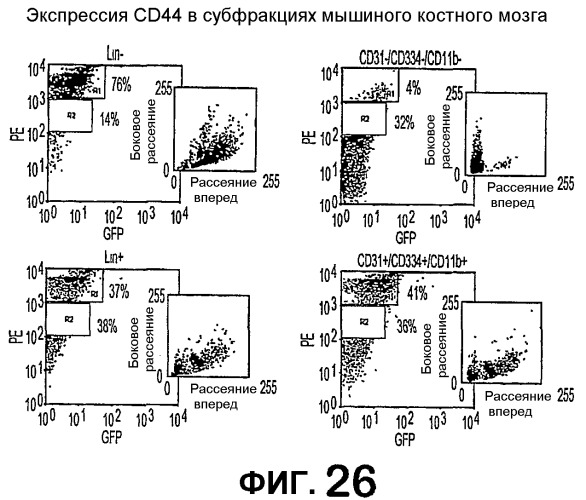 Изолированные популяции миелоидоподобных клеток костного мозга и способы лечения с ними (патент 2418856)