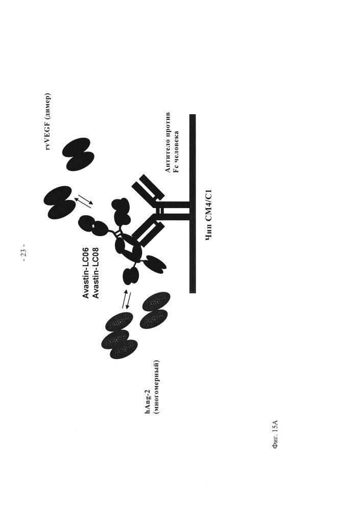 Биспецифические анти-vegf/анти-ang-2 антитела (патент 2640253)