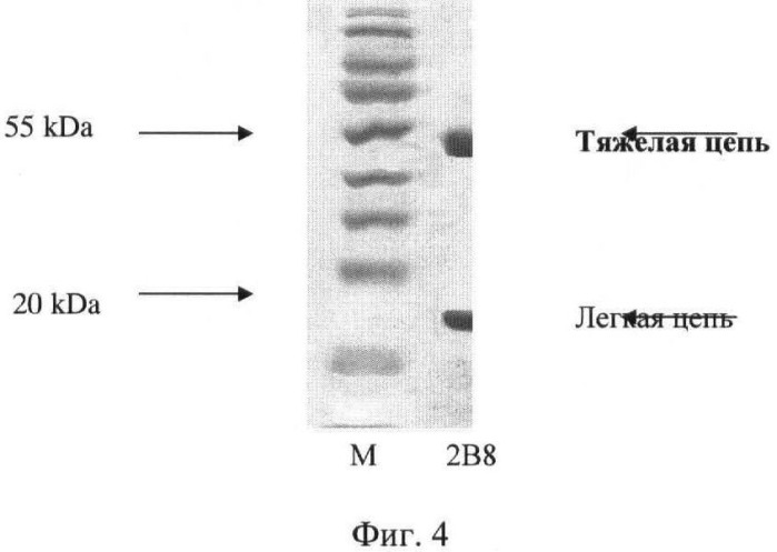 Штамм гибридных клеток животных mus musculus 2b8 - продуцент моноклональных антител, специфичных к v антигену yersinia pestis (патент 2478704)