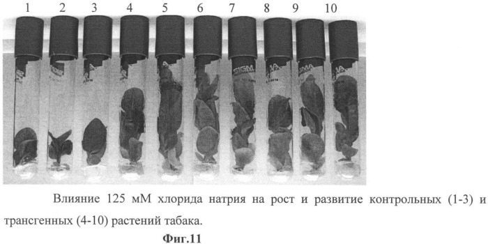 Использование гена мембранной пирофосфатазы бактерии rhodospirillum rubrum для изменения свойств растений (патент 2378379)