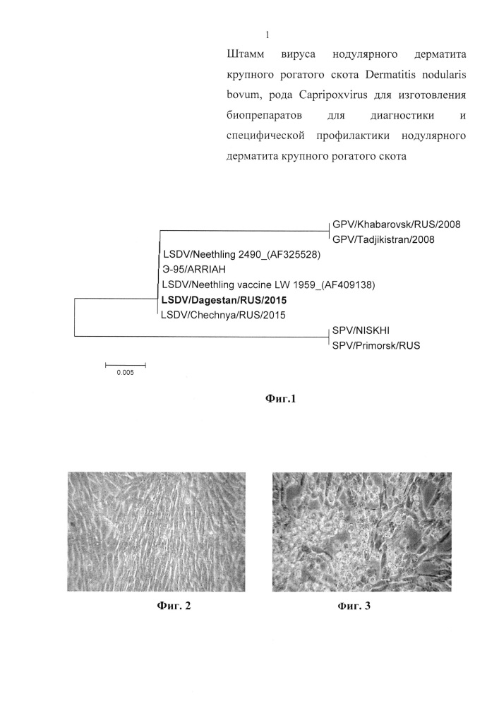 Штамм вируса нодулярного дерматита крупного рогатого скота dermatitis nodularis bovum, рода capripoxvirus для изготовления биопрепаратов для диагностики и специфической профилактики нодулярного дерматита крупного рогатого скота (патент 2606254)