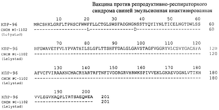 Вакцина против репродуктивно-респираторного синдрома свиней эмульсионная инактивированная (патент 2316346)