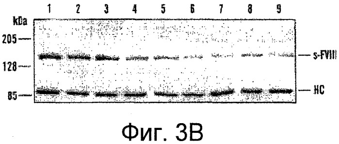 Рекомбинантный фактор viii, обладающий повышенной стабильностью (патент 2531493)