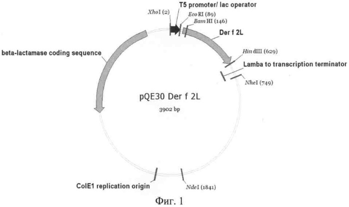 Рекомбинантная плазмидная днк pqe30/derf2l, кодирующая белок der f 2l клеща dermatophagoides farinae и штамм бактерий escherechia coli m15/ pqe30/derf2l - продуцент такого белка. (патент 2522817)