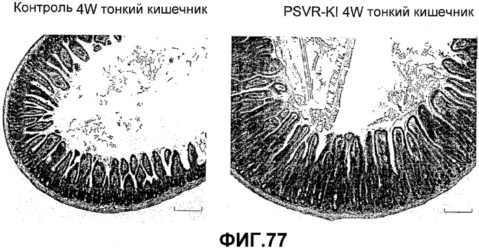 Желудочно-кишечный пролиферативный фактор и его применения (патент 2343158)