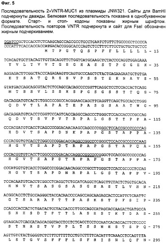 Антиген muc1 со сниженным числом повторяющихся vntr-блоков (патент 2303069)