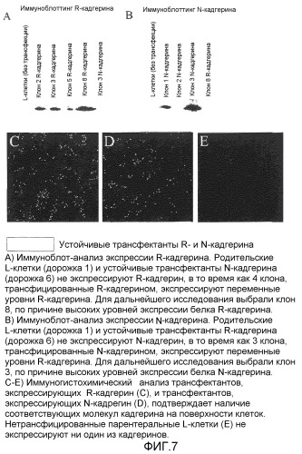 Селективные антагонисты r-кадгерина и способы (патент 2349598)
