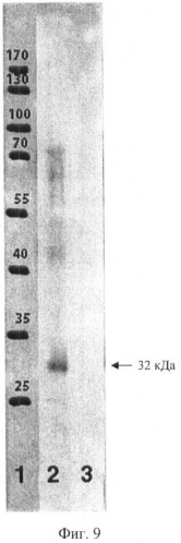 Мышиные моноклональные антитела, связывающиеся с антигеном f1 из yersinia pestis, способ их получения с использованием дрожжей, способ и набор для детекции yersinia pestis (патент 2420588)