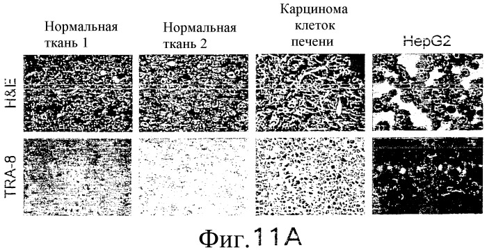 Антитело, селективное в отношении рецептора лиганда, индуцирующего апоптоз и связанного с фактором некроза опухоли, и его применение (патент 2313537)