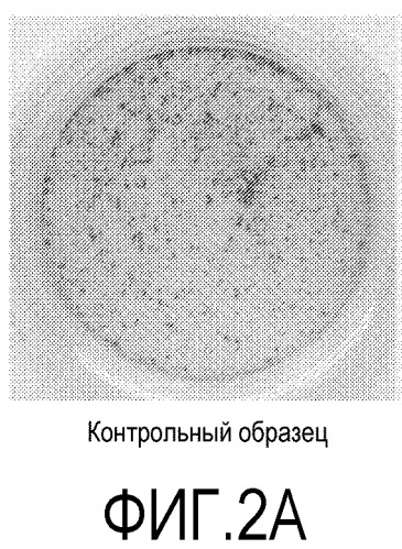 Способы и композиции для закрепления и культивирования клеток на плоских носителях (патент 2547925)