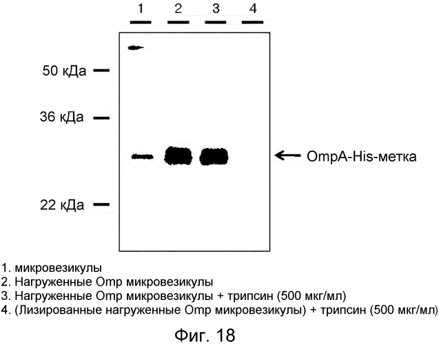 Микровезикулы, происходящие из протопластов клеток, и их применение (патент 2570636)