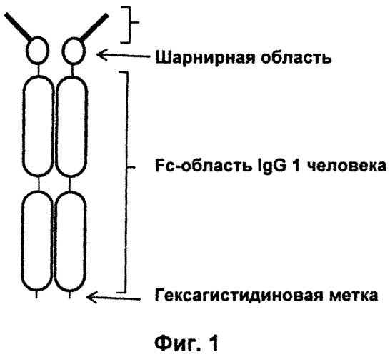 Psma×cd3 биспецифическое одноцепочечное антитело с межвидовой специфичностью (патент 2559531)