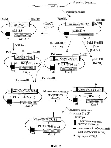 Иммуногенные композиции антигенов staphylococcus aureus (патент 2536981)