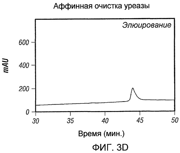 Использование уреазы для ингибирования роста раковых клеток (патент 2326691)
