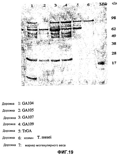 Глюкоамилаза trichoderma reesei и ее гомологи (патент 2394101)