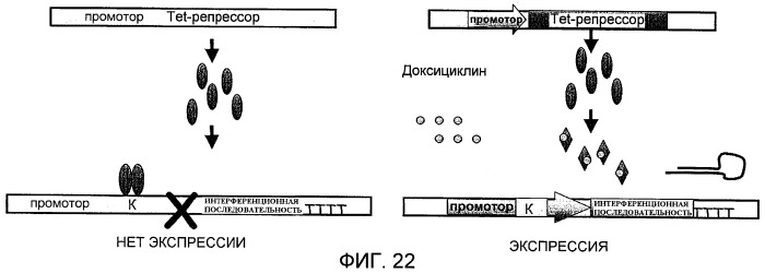 Способ in vitro определения прогноза развития заболевания у больного раком и способ in vitro мониторинга эффекта терапии, назначаемой больному раком (патент 2434946)