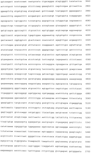 Лечение хориоидальной неоваскуляризации с помощью вакцин (патент 2555345)