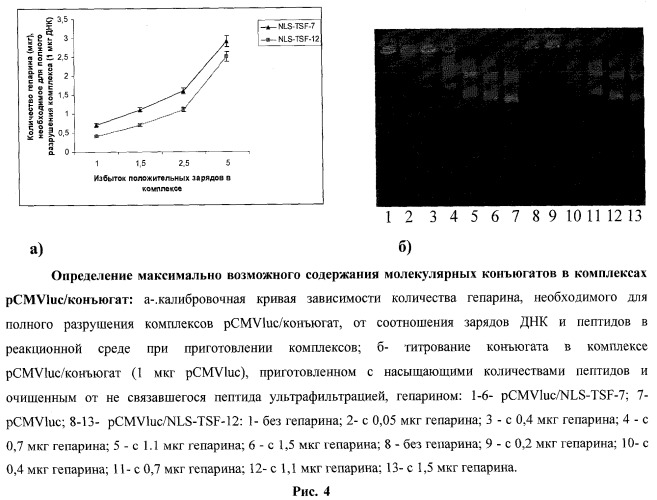 Молекулярные конъюгаты с поликатионным участком и лигандом для доставки в клетку и ядро клетки днк и рнк (патент 2537262)