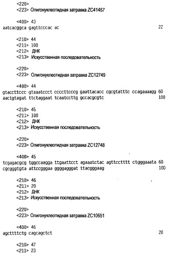 Новый лиганд рецептора цитокина zcytor17 (патент 2360923)