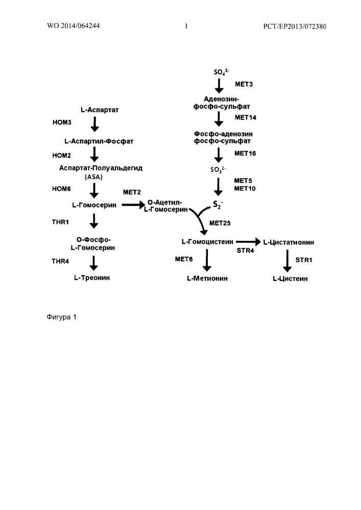 Способ ферментативного получения l-метионина из о-фосфо-l-гомосерина и метантиола (патент 2650859)