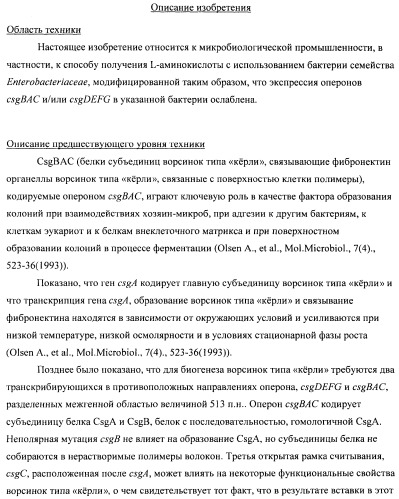 Способ получения l-треонина с использованием бактерии, принадлежащей к роду escherichia, модифицированной таким образом, что в ней нарушена способность к образованию ворсинок типа &quot;керли&quot; (патент 2338782)