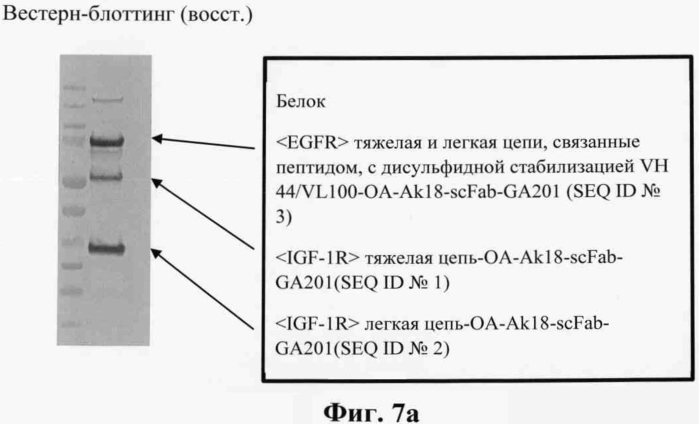 Биспецифические антитела (патент 2573588)