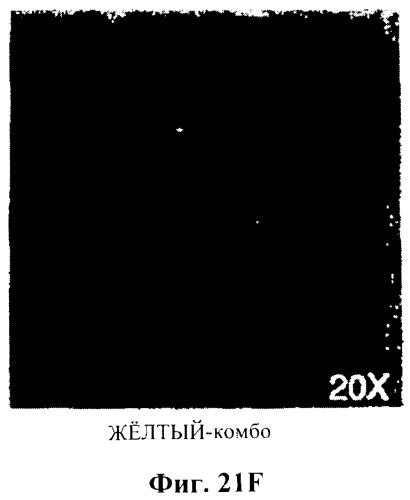 Захват эндотелиальных клеток-предшественников элюирующим лекарственные средства имплантируемым медицинским устройством (патент 2400256)