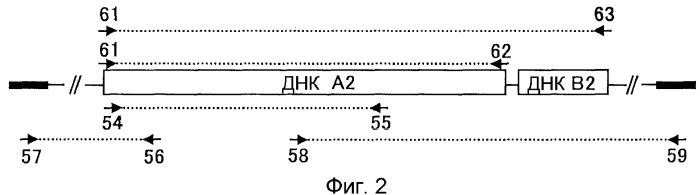 Метаболизирующий гербицид белок, его ген и их применение (патент 2372404)