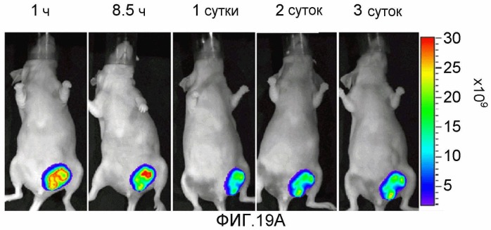 Конъюгаты rgd-(бактерио)хлорофилл для фотодинамической терапии и визуализации некротических опухолей (патент 2518296)