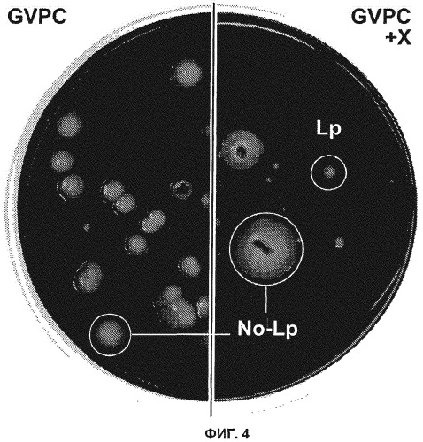 Способ обнаружения и подсчета жизнеспособных микроорганизмов вида legionella pneumophila (патент 2490327)