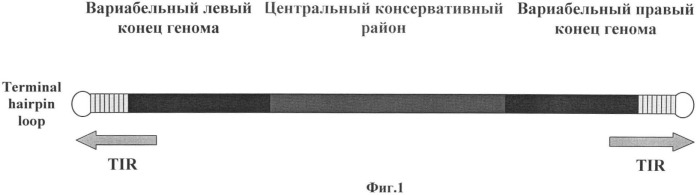 Набор олигонуклеотидных праймеров и флуоресцентномеченых зондов для видоспецифичной экспресс-идентификации ортопоксвирусов на основе мультиплексной пцр в реальном времени (патент 2427648)